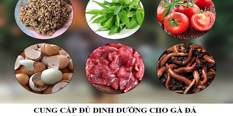 Cung cấp đủ chất dinh dưỡng từ ngũ cốc, đạm, rau và vitamin cho gà đá