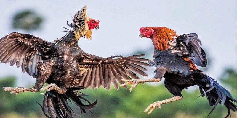 Đá gà online mang đến sự tiện lợi, an toàn cho người đam mê đá gà