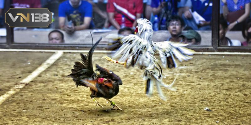 Tận hưởng không gian đá gà tuyệt vời tại VN138